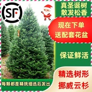 Pine Real 2025 Potted Nobe Pine Household Living Real Tree Large New Style Christmas Tree Spruce Rea