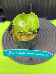 P. willinckii 'Jade girl' sporeling鹿角蕨