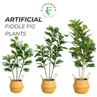 【SG Evergreen】Artificial Plant with Pot Fig Tree Fake Tree for Home Office Decor Artificial Fiddle F