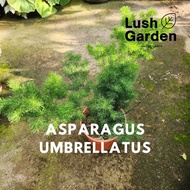 Asparagus Umbrellatus / Asparagus Fern 密叶武竹  140mm Pot Live Plant Pokok Hiasan [Lush Garden]