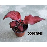 caladium real live plant