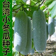 Taiwan Little Winter Melon Solid Little Winter Melon Seed Miniature Mini Little Winter Melon Vegetab