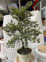 Cây Linh Sam bonsai có hoa tím