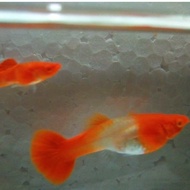 Guppy albino koi red ear (gen king koi)