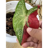 Caladium red beret / keladi cat tumpah / live plant