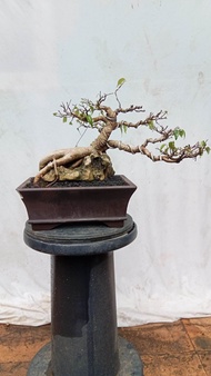 BONSAI POHON BERINGIN/FICUS BENJAMINA/BERINGIN LOKAL