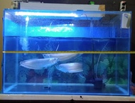 ikan arwana silver brazil size 33-35 cm