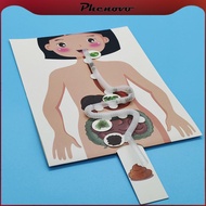 [Phenovo] Human Digestive System Model Human Body Parts DIY 3D Puzzle Human Body Organ