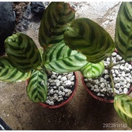 High quality seeds CALATHEA live SEEDLINGS