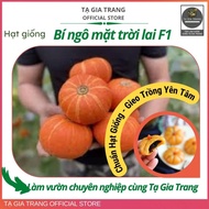 F1 Hybrid Sun Pumpkin Seeds - Ta Gia Trang Seed Shop