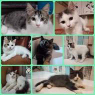 Lepas Adopsi Kucing Persia murah