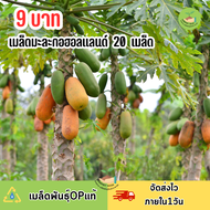 9 บาท เมล็ดมะละกอฮอลแลนด์ บรรจุ 20  เมล็ด