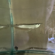 ikan Arwana Silver 15 cm