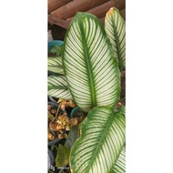 WHITE STAR (STRIPES) CALATHEA