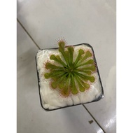 Drosera Tokaiensis garden decoration plastic pot