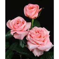 ID Rose Cuttings/Keratan Ros ID/名种玫瑰花枝条 🏡Bishop's Castle/Music Hall/London Eye🏡