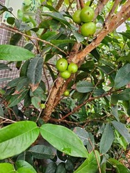 有機四季紅妃嘉寶果巳有果