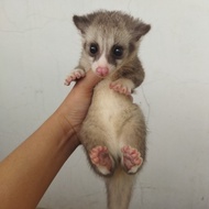 [HABIS] BABY MUSANG PANDAN MOH PLATINUM MOZAIK ATAU PLATMOZ READY GAN