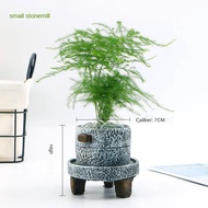 Artificial plant Green plants seed Home Decoration Tumbuhan pasu Asparagus, buluh Asparagus, buluh Asparagus, buluh Aspa