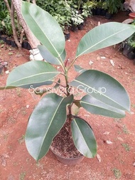 Tanaman Ficus elastica / Rubber Plant