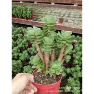 Sando Plant Column Plant Wood Money Raw Succulent Potted Cactus Cactus Cactus Landscape NUAP