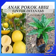 Anak Pokok Abiu Untuk Ditanam Pokok Hidup Real Live Plant Golden Fruit 黄金果