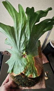 女王鹿角蕨