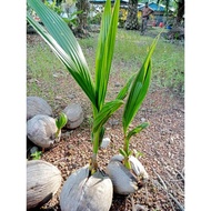 anak benih pokok kelapa pandan🔥 ready stock 🔥