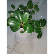 Potted Indoor Plant- Ficus Nana