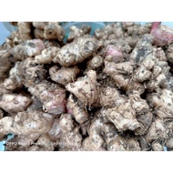 UBI / HALIA HUTAN / HALIA HITAM / BENIH LEMPOYANG / LEMPOYANG
