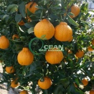 TABULAMPOT Bibit jeruk dekopon okulasi cepat berbuah