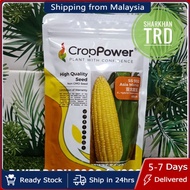 HOT & NEW STOCK Tin 200g ASIA MANIS SS 932 Crop Power Biji Benih Jagung Manis F1 Hybrid Super Sweetc