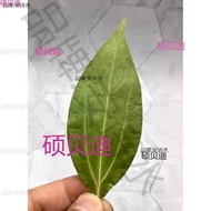 Engraving Material Dry Pattern Plant Dried Leaves Laser Photo Treatment Leaves Engraved Leaves Safe 