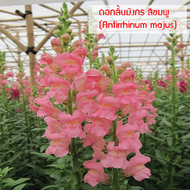 เมล็ดพันธุ์ ดอกลิ้นมังกร สีชมพู  (Antirrhinum majus) 10 เมล็ด ปลูกง่าย ปลูกได้ทั่วไทย