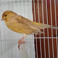 kenari F2 yorkshire betina siap tangkar