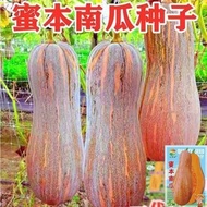 Early Chestnut Honey Pumpkin Seeds Super Sweet Super Noodles Honey Early Pumpkin Seeds Early Ripe