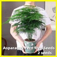 Asparagus Fern Tree Seeds - 文竹种子 2 Seeds Bonsai Seeds for Planting Easy To Grow In Malaysia Evergreen Indoor Plant Bonsai Tree Live Plant Real Plant Seed for Gardening Flowers Seeds Flower Plant Air Plant Home Garden Decoration Items Pokok Keladi Hidup