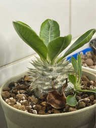 24/8❤️ ✅白花✅惠比須笑✅FROM SEED