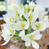anggrek epidendrum bunga putih-anggrek epidendrum-tanaman hidup
