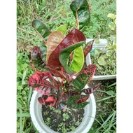 POKOK PUDING CINCIN DELIMA MERAH LIVE PLANT POKOK HIDUP CROTON