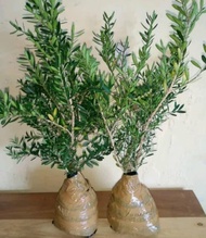 3 Bibit Pohon Boksus Boxsus Bahan Bonsai Bagus