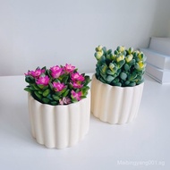 ✨SG Hot selling ✨Antler Begonia Variegated Snowflake Pine Variegated Succulent Plant Office Desktop 