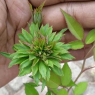 Climbing Rose Collection ( Green Jabrik ) : Vertical Beauty for Your Outdoor Oasis