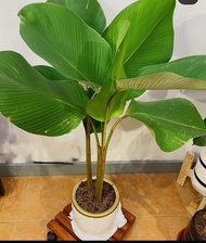 Calathea Lutea with FREE white plastic pot, pebbles and garden soil (Live plant and Indoor plant)