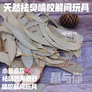 Squirrel Honey Glider Litter Deodorant Sterilization Drying Eucalyptus Leaves Eucalyptus Fruit Deodo