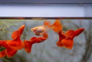 Guppy albino full red 1pair
