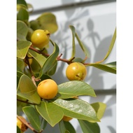 KKB Pokok Lemon Guava, Yellow Cherry Guava, Yellow Guava, Psidium guajava