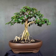 Bonsai Tanaman Hias KPITB1190 Pohon Hokianti Hokiantea Mikro Berbuah