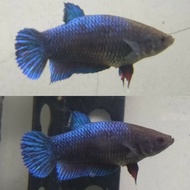 Ikan Cupang Aduan Female Import Ipoh Original Indukan Top Champion