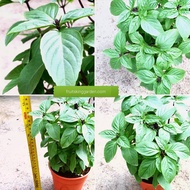 Anak Pokok Thai Basil